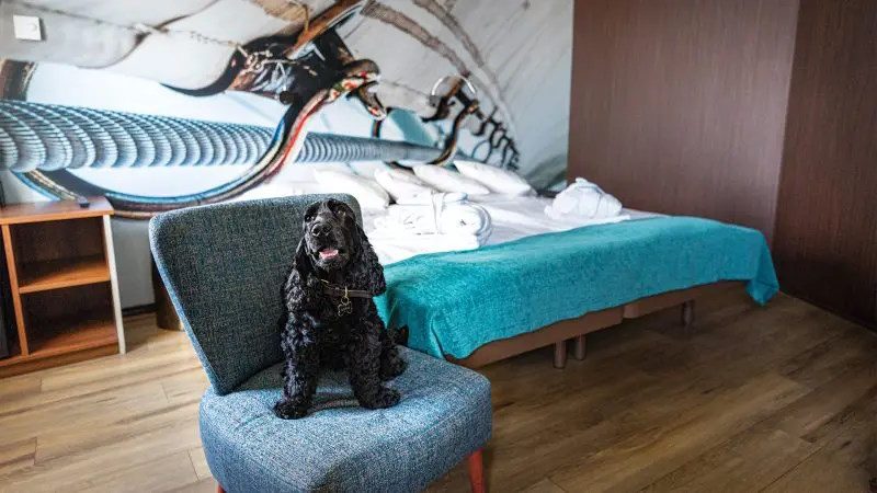Finnlines Fähre mit Hund nach Finnland oder Schweden Hund ruht in einer Fährkabine während einer längeren Überfahrt nach Skandinavien