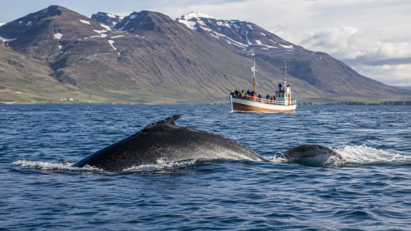 In Norwegen lassen sich Orcas und andere Walarten blicken.