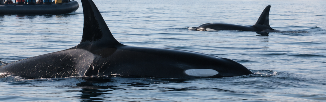 Orcas oder Buckelwale vor verschneiten Bergen bei Skjervøy. Orcas bei einer winterlichen Walbeobachtung vor Skjervøy in Nordnorwegen.