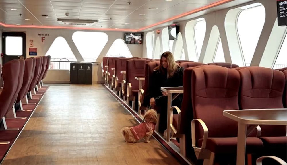 Fjord Line mit Hund nach Norwegen Hund reist über Fjord Line entspannt nach Norwegen